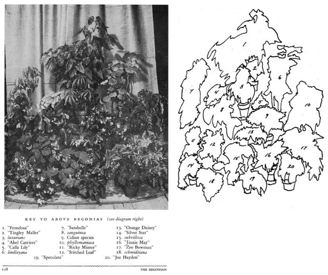 B. ‘Frondosa’